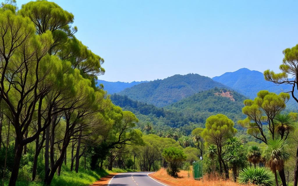 Green eucalyptus hills around Diyatalawa Sri Lanka with country lane and Uva mountain panorama